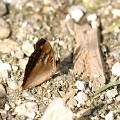 NYMPHALIDAE, Doxocopa pavon